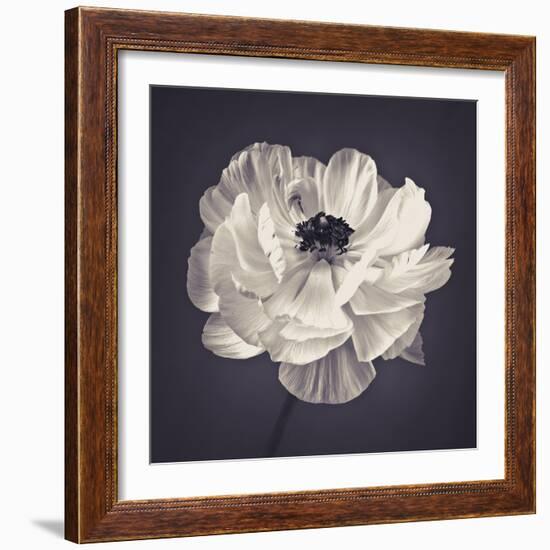 Ranunculus Floral-Assaf Frank-Framed Giclee Print