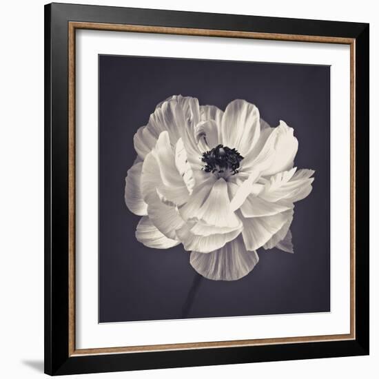 Ranunculus Floral-Assaf Frank-Framed Giclee Print