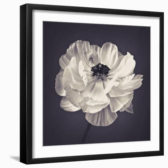 Ranunculus Floral-Assaf Frank-Framed Giclee Print