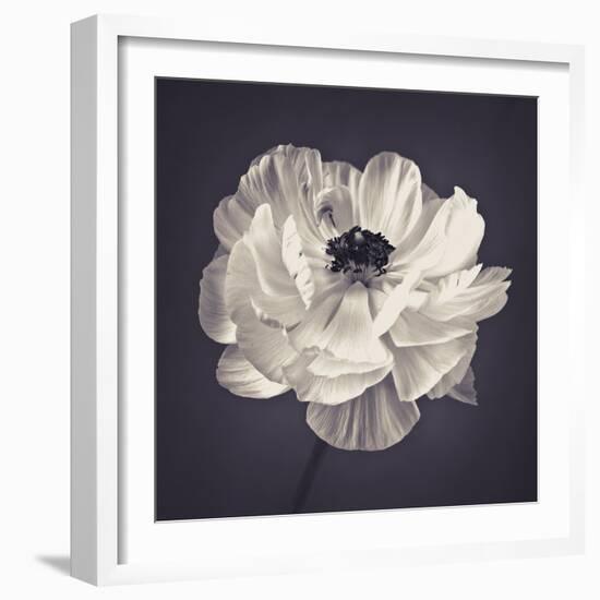 Ranunculus Floral-Assaf Frank-Framed Giclee Print