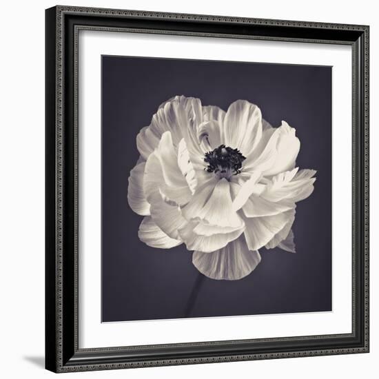 Ranunculus Floral-Assaf Frank-Framed Giclee Print