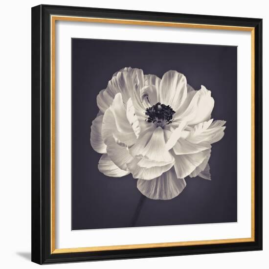 Ranunculus Floral-Assaf Frank-Framed Giclee Print