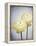 Ranunculus, Flower, Blossoms, White, Still Life-Axel Killian-Framed Premier Image Canvas