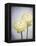 Ranunculus, Flower, Blossoms, White, Still Life-Axel Killian-Framed Premier Image Canvas