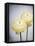 Ranunculus, Flower, Blossoms, White, Still Life-Axel Killian-Framed Premier Image Canvas