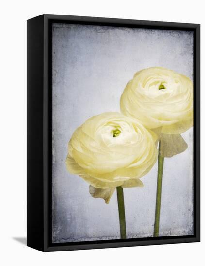 Ranunculus, Flower, Blossoms, White, Still Life-Axel Killian-Framed Premier Image Canvas