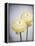 Ranunculus, Flower, Blossoms, White, Still Life-Axel Killian-Framed Premier Image Canvas