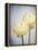 Ranunculus, Flower, Blossoms, White, Still Life-Axel Killian-Framed Premier Image Canvas