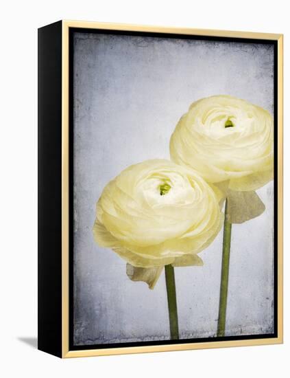 Ranunculus, Flower, Blossoms, White, Still Life-Axel Killian-Framed Premier Image Canvas