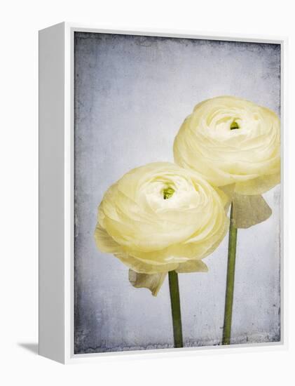 Ranunculus, Flower, Blossoms, White, Still Life-Axel Killian-Framed Premier Image Canvas