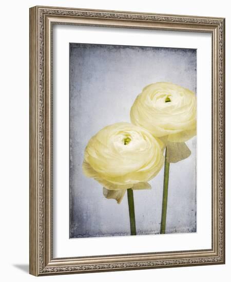 Ranunculus, Flower, Blossoms, White, Still Life-Axel Killian-Framed Photographic Print