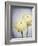 Ranunculus, Flower, Blossoms, White, Still Life-Axel Killian-Framed Photographic Print