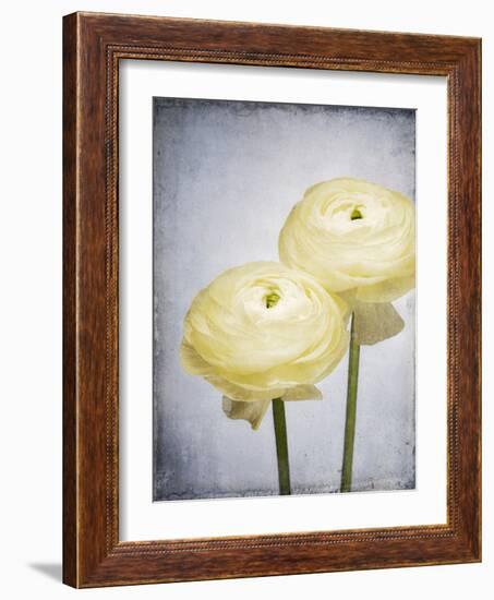 Ranunculus, Flower, Blossoms, White, Still Life-Axel Killian-Framed Photographic Print