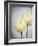 Ranunculus, Flower, Blossoms, White, Still Life-Axel Killian-Framed Photographic Print