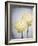 Ranunculus, Flower, Blossoms, White, Still Life-Axel Killian-Framed Photographic Print