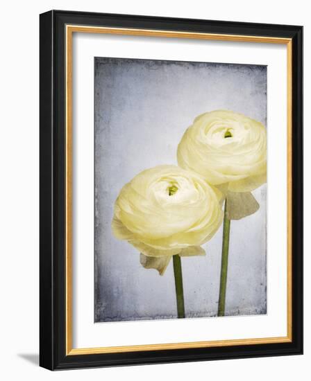 Ranunculus, Flower, Blossoms, White, Still Life-Axel Killian-Framed Photographic Print