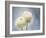 Ranunculus, Flower, Blossoms, White, Still Life-Axel Killian-Framed Photographic Print