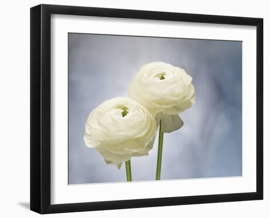 Ranunculus, Flower, Blossoms, White, Still Life-Axel Killian-Framed Photographic Print