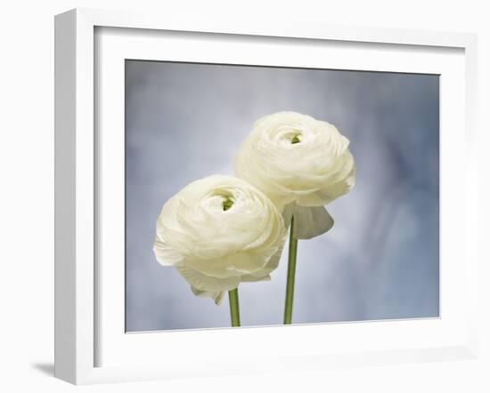 Ranunculus, Flower, Blossoms, White, Still Life-Axel Killian-Framed Photographic Print