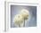 Ranunculus, Flower, Blossoms, White, Still Life-Axel Killian-Framed Photographic Print