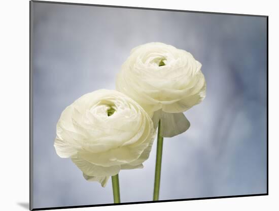 Ranunculus, Flower, Blossoms, White, Still Life-Axel Killian-Mounted Photographic Print