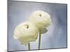 Ranunculus, Flower, Blossoms, White, Still Life-Axel Killian-Mounted Photographic Print