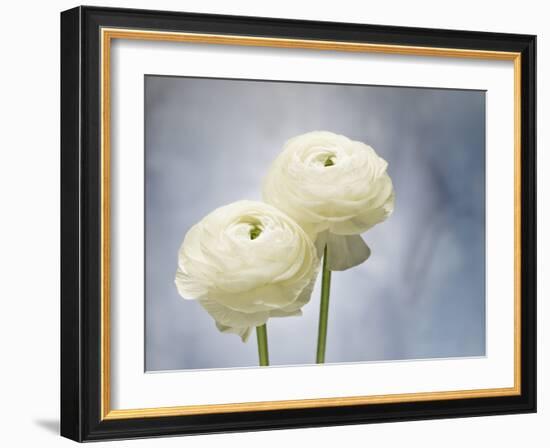 Ranunculus, Flower, Blossoms, White, Still Life-Axel Killian-Framed Photographic Print