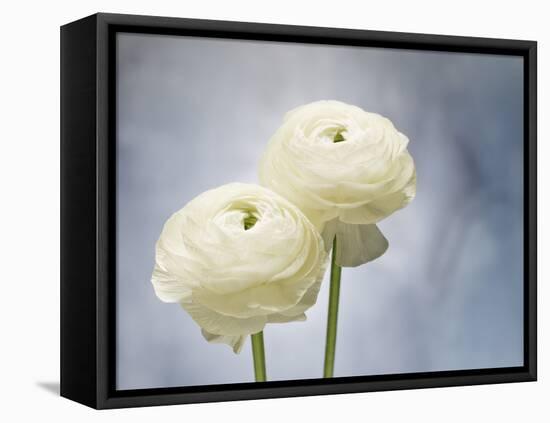 Ranunculus, Flower, Blossoms, White, Still Life-Axel Killian-Framed Premier Image Canvas