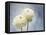 Ranunculus, Flower, Blossoms, White, Still Life-Axel Killian-Framed Premier Image Canvas