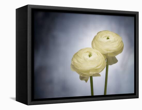 Ranunculus, Flower, Blossoms, White, Still Life-Axel Killian-Framed Premier Image Canvas