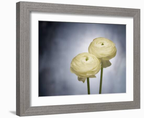 Ranunculus, Flower, Blossoms, White, Still Life-Axel Killian-Framed Photographic Print