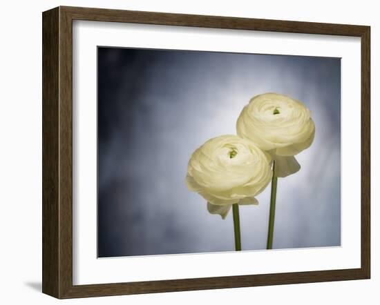 Ranunculus, Flower, Blossoms, White, Still Life-Axel Killian-Framed Photographic Print