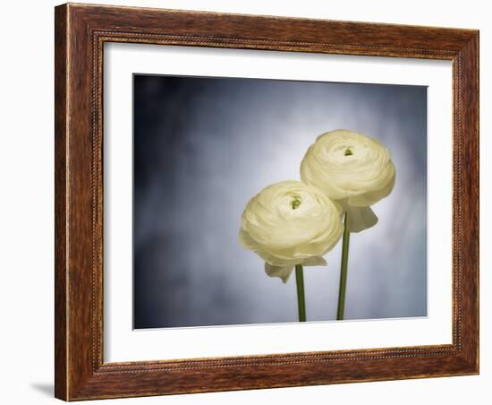 Ranunculus, Flower, Blossoms, White, Still Life-Axel Killian-Framed Photographic Print