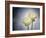 Ranunculus, Flower, Blossoms, White, Still Life-Axel Killian-Framed Photographic Print