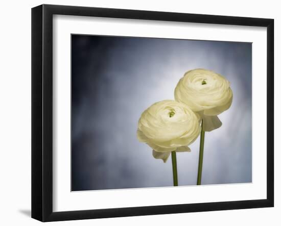 Ranunculus, Flower, Blossoms, White, Still Life-Axel Killian-Framed Photographic Print