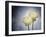 Ranunculus, Flower, Blossoms, White, Still Life-Axel Killian-Framed Photographic Print