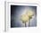 Ranunculus, Flower, Blossoms, White, Still Life-Axel Killian-Framed Photographic Print