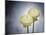 Ranunculus, Flower, Blossoms, White, Still Life-Axel Killian-Mounted Photographic Print