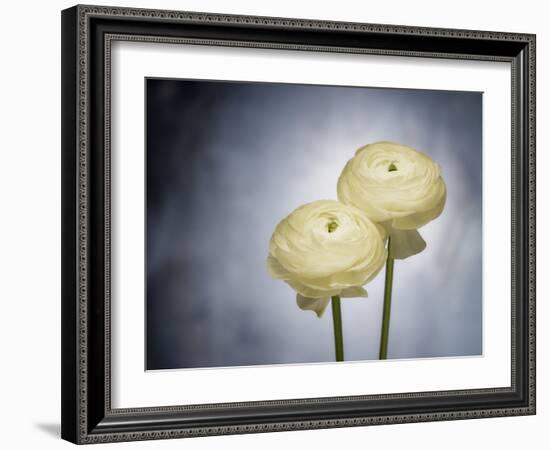 Ranunculus, Flower, Blossoms, White, Still Life-Axel Killian-Framed Photographic Print