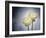 Ranunculus, Flower, Blossoms, White, Still Life-Axel Killian-Framed Photographic Print