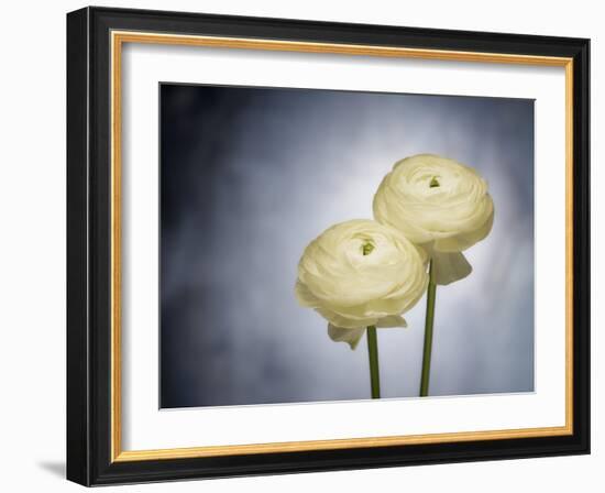 Ranunculus, Flower, Blossoms, White, Still Life-Axel Killian-Framed Photographic Print