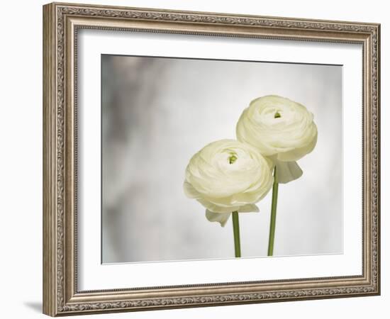 Ranunculus, Flower, Blossoms, White, Still Life-Axel Killian-Framed Photographic Print