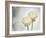 Ranunculus, Flower, Blossoms, White, Still Life-Axel Killian-Framed Photographic Print