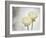 Ranunculus, Flower, Blossoms, White, Still Life-Axel Killian-Framed Photographic Print