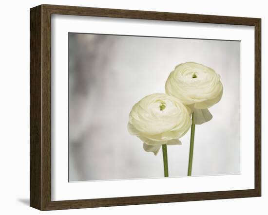 Ranunculus, Flower, Blossoms, White, Still Life-Axel Killian-Framed Photographic Print