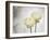 Ranunculus, Flower, Blossoms, White, Still Life-Axel Killian-Framed Photographic Print