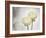 Ranunculus, Flower, Blossoms, White, Still Life-Axel Killian-Framed Photographic Print