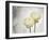 Ranunculus, Flower, Blossoms, White, Still Life-Axel Killian-Framed Photographic Print