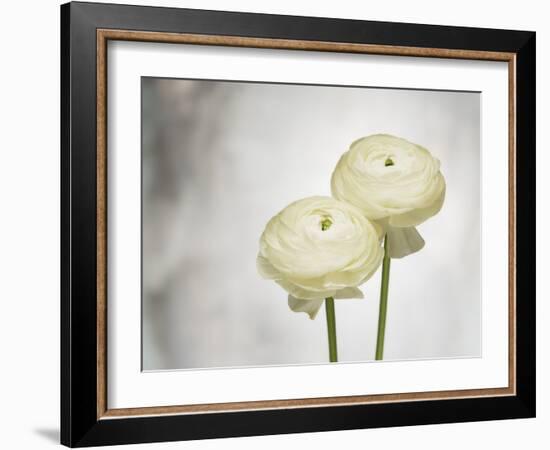 Ranunculus, Flower, Blossoms, White, Still Life-Axel Killian-Framed Photographic Print