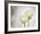 Ranunculus, Flower, Blossoms, White, Still Life-Axel Killian-Framed Photographic Print